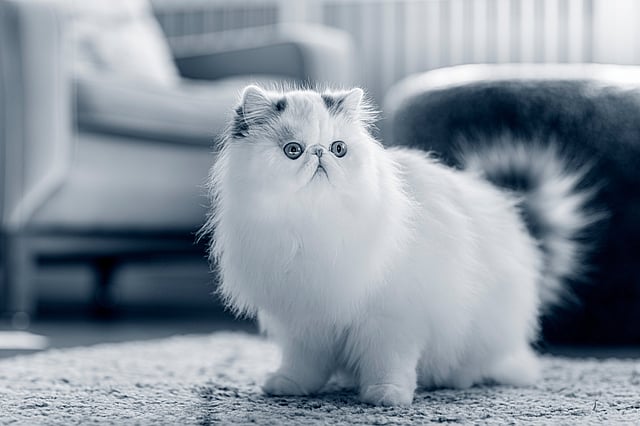 En hvid fluffy kat på et tæppe.