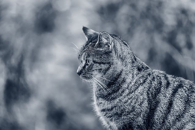 En kat, der sidder udenfor.