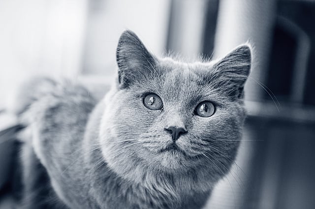 En kat, der kigger ind i kameraet.