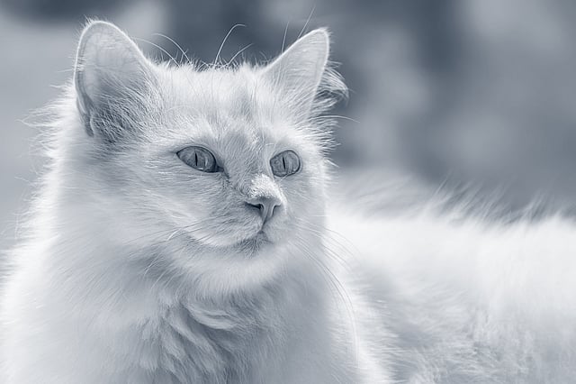 En hvid kat med blå øjne.