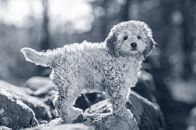En hund, der står på en sten.