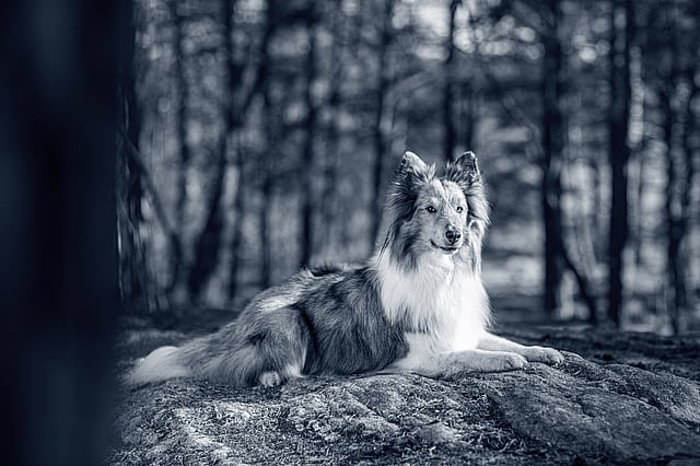 En hund, der ligger på en sten i skoven.