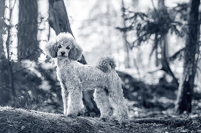 En hund, der står i skoven.