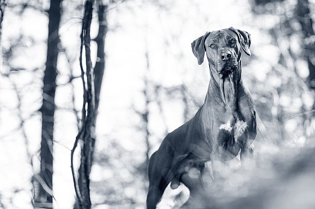 En hund, der står i skoven.