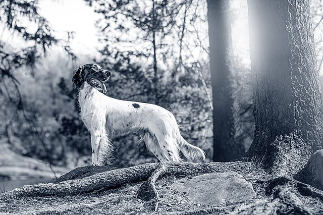 En hund, der står på en træstamme i skoven.