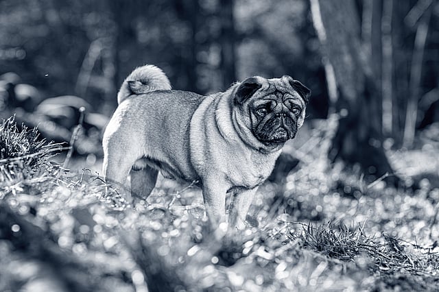 En hund, der står i græsset.