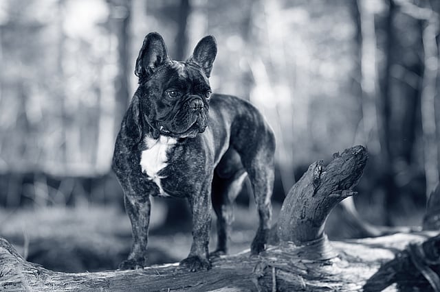 En hund, der står på en træstamme.