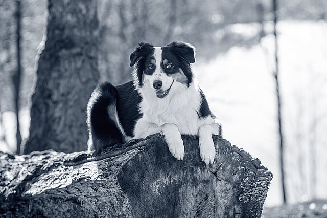 En hund, der ligger på en træstub.