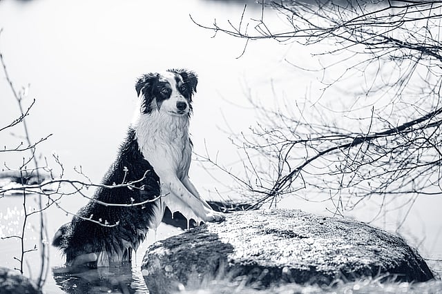En hund, der står på en sten i vand.