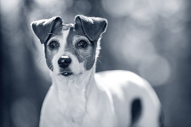 En hund, der kigger ind i kameraet.