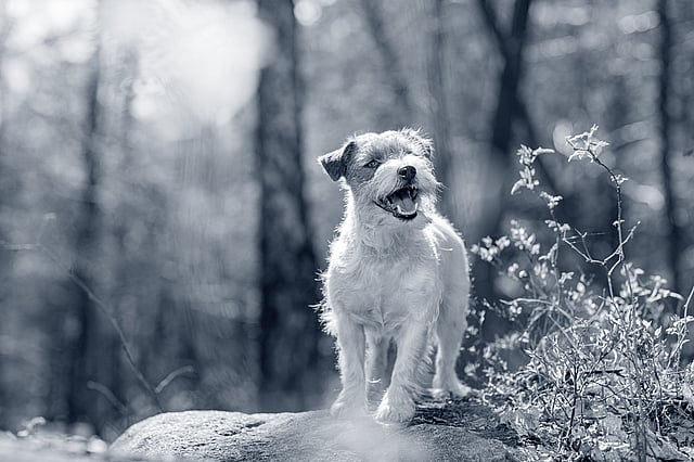 En hund, der står på en sten.