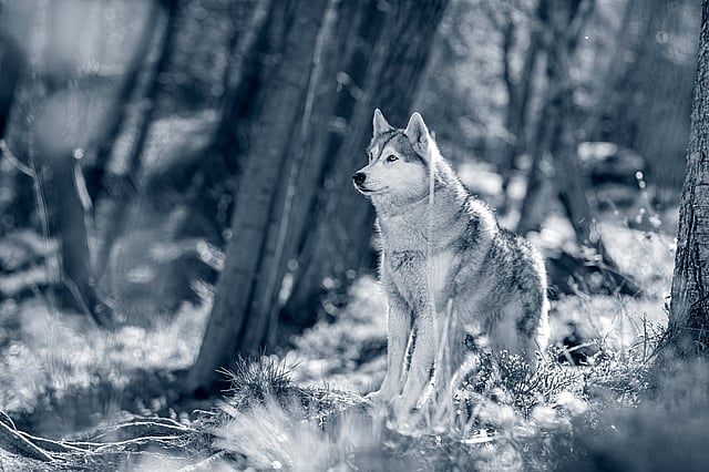En hund, der står i skoven.