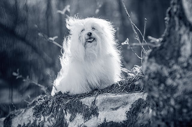 En hvid hund, der sidder på en sten.