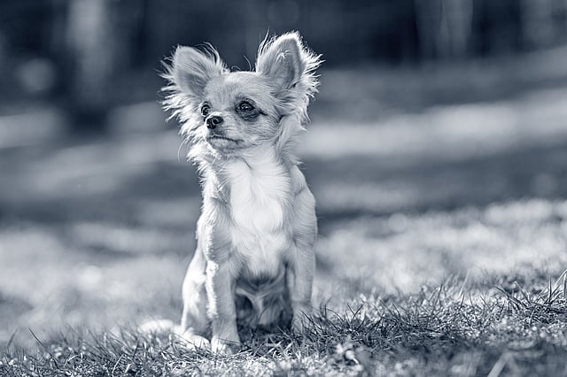 En lille hund, der sidder i græsset.
