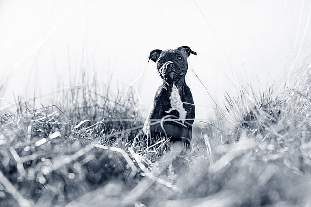 En hund, der sidder i højt græs.