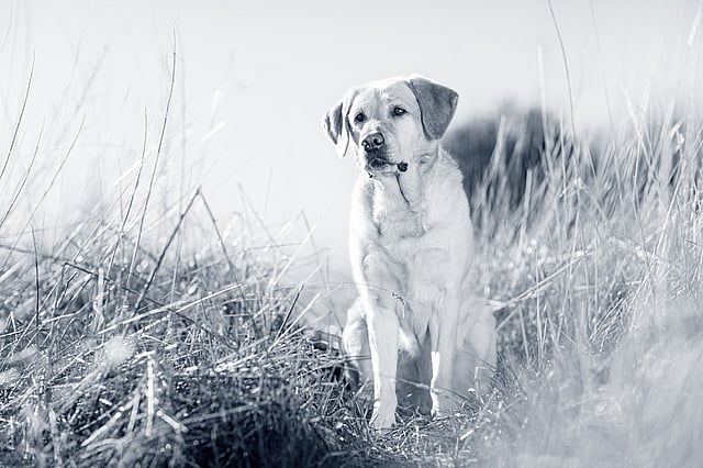 En hund, der sidder i højt græs.