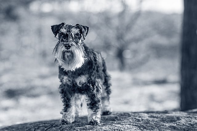 En hund, der står på en sten.