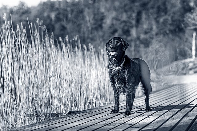 En hund, der står på en trædok.