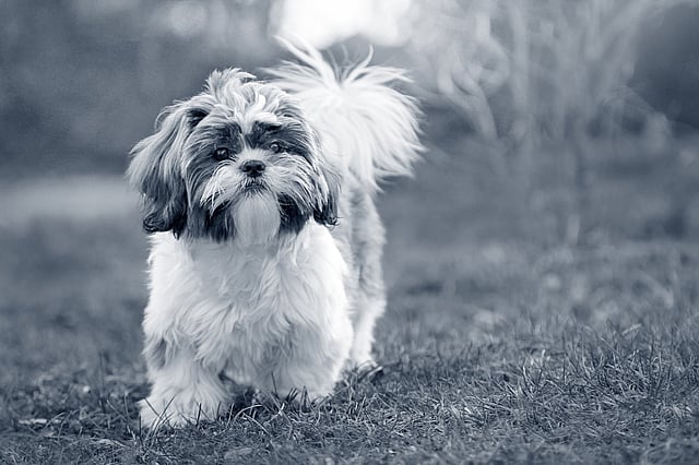 En hund, der står på græsset.
