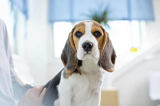 En hund, der kigger op på kameraet.