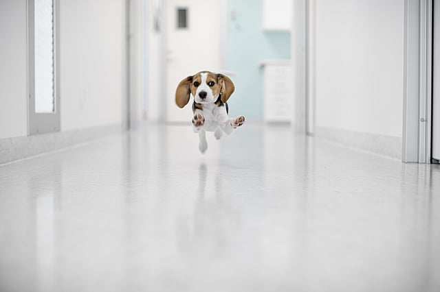 En hund, der løber i en gang.