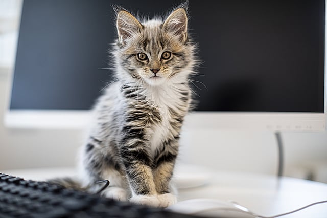En kat, der sidder på en disk.