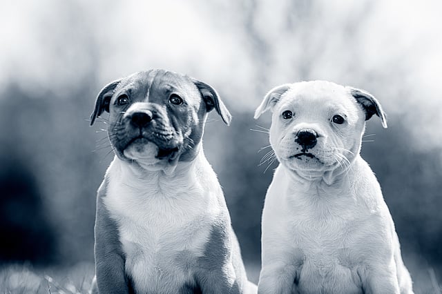 To hunde sidder ved siden af hinanden.