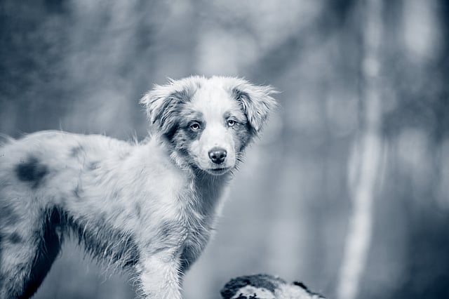 En hund, der står på en træstamme.