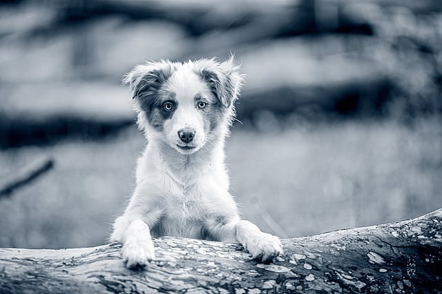 En hund, der står på en træstamme.