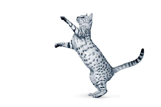 En kat, der står på bagbenene.