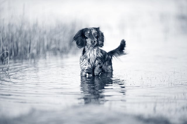 En hund, der står i vand.