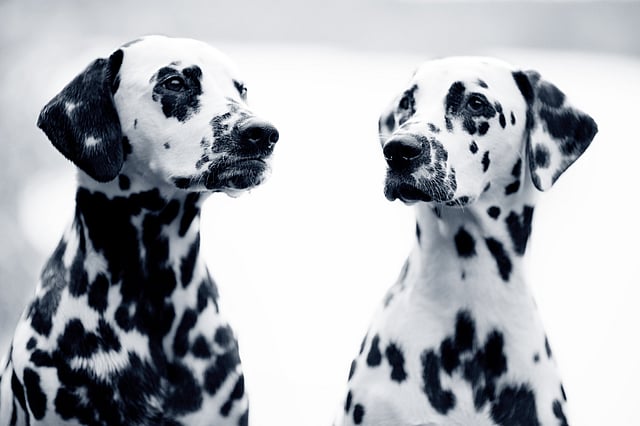 To hunde kigger på hinanden.