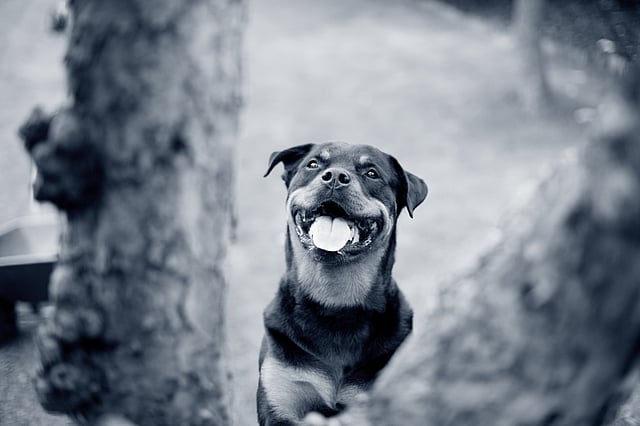 En hund med tungen ud.
