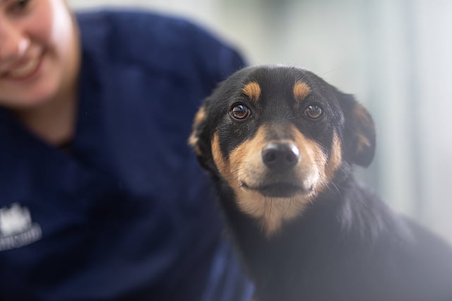Hund der kigger ind i kameraet