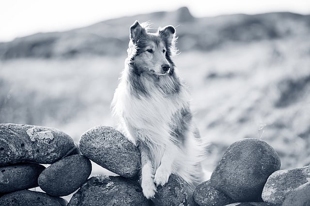 En hund, der sidder på en klippevæg.