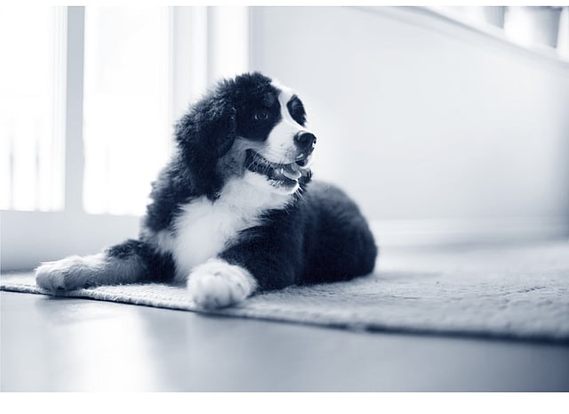 En hund, der ligger på et tæppe.