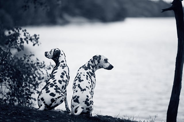 To hunde sidder ved siden af hinanden.