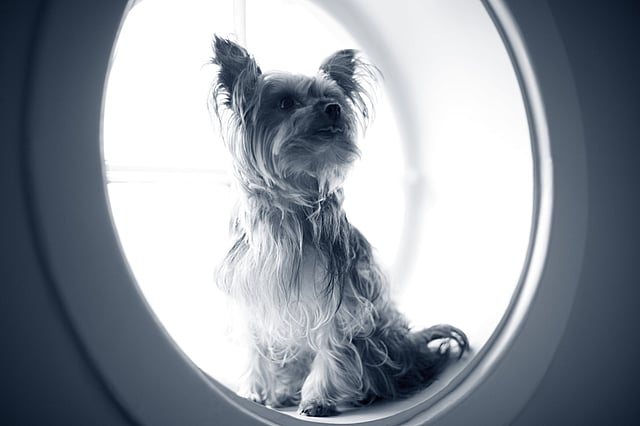 En hund, der sidder i en cirkel.