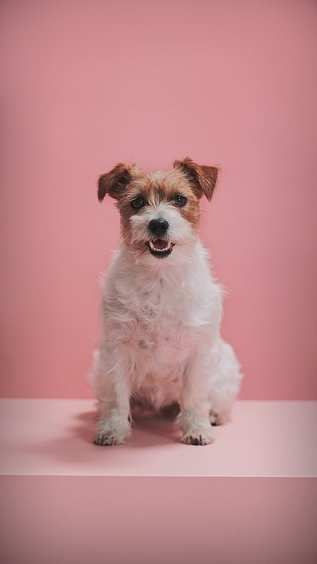 En hund, der sidder på en lyserød overflade.