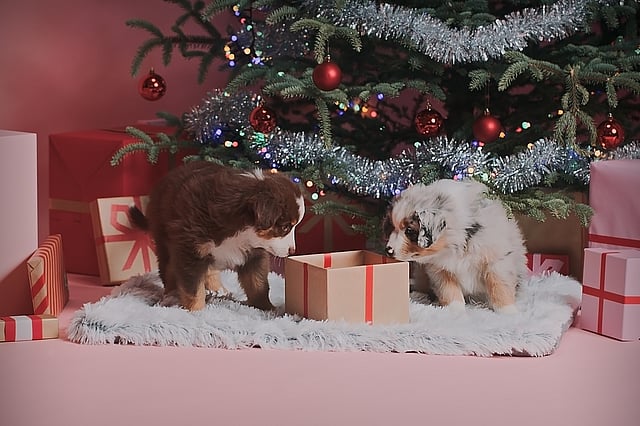 To hvalpe kigger på en gave under et juletræ.