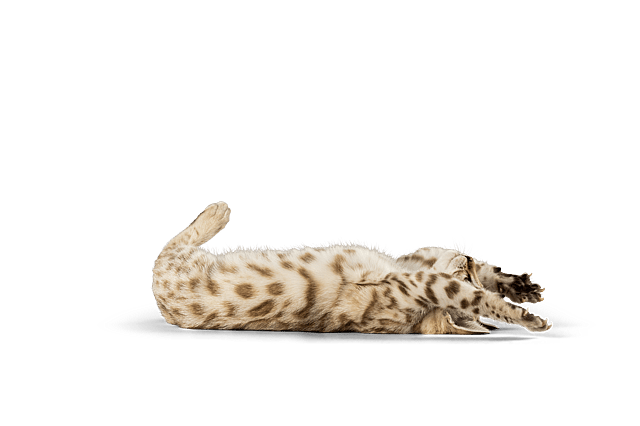 En kat, der ligger på ryggen.