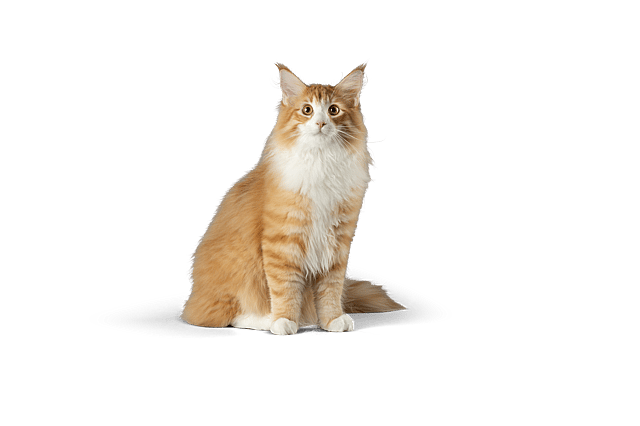 En kat, der sidder og kigger op.