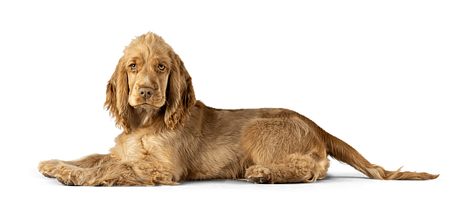 En hund, der ligger på gulvet.