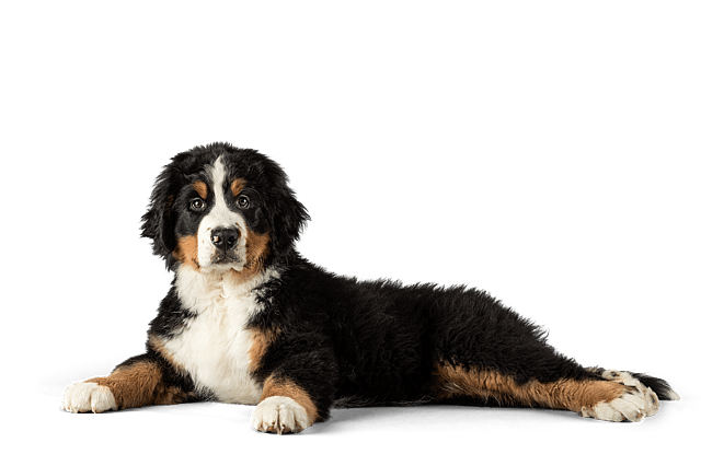 En hund, der ligger ned og kigger ind i kameraet.
