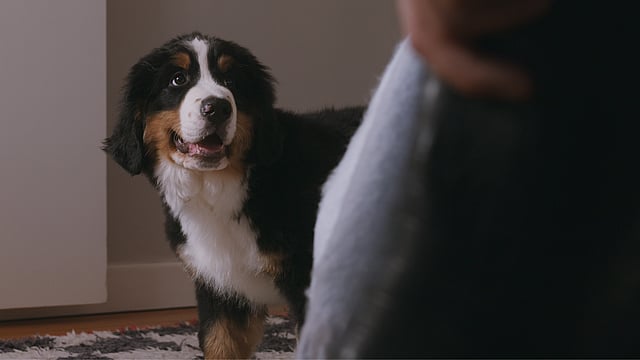 En hund, der kigger på nogen.