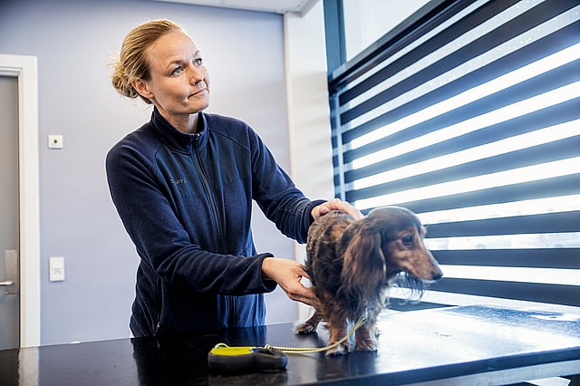 En person, der står ved siden af en hund.