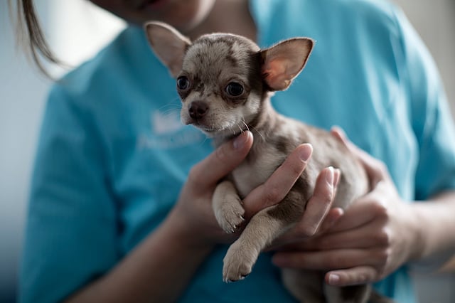 En person, der holder en lille hund.