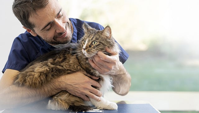 En person, der holder en kat.