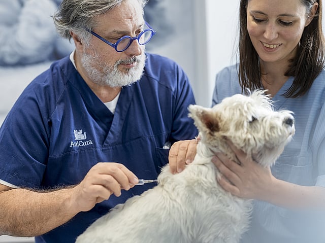 En person og person i blå scrubs, der giver en hund en vaccination.