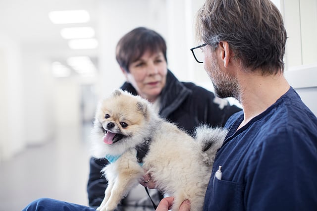 En person, der holder en lille hund.